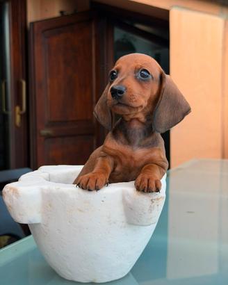 Cuccioli bassotti
