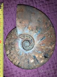 AMMONITE OPALESCENTE 