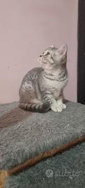 Gattina scottish straight