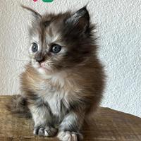 Gattini Maine Coon
