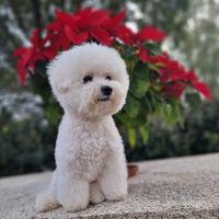 Bichon Frise