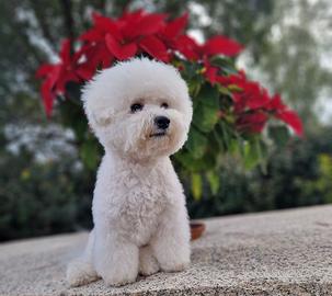 Bichon Frise