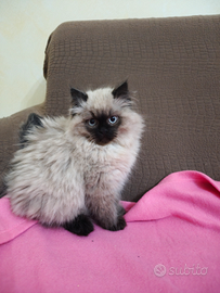 Gatti persiani himalayani