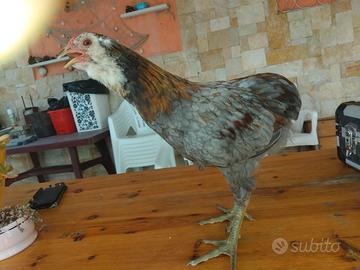 Galletto araucana