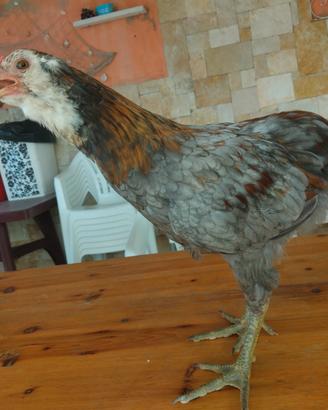 Galletto araucana