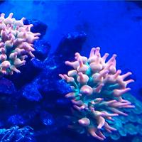 Coralli acquario marino