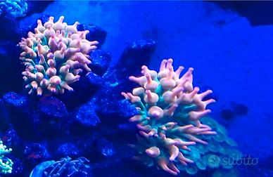 Coralli acquario marino
