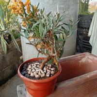 Bonsai ulivo