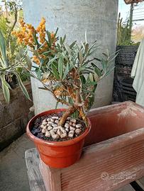 Bonsai ulivo