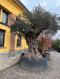 Pianta Ulivo