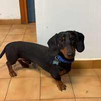 Bassotto disponibile per monta