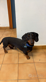 Bassotto disponibile per monta