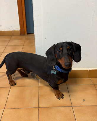 Bassotto disponibile per monta