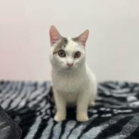 Perla gattina in adozione FIV+