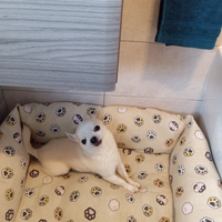 Stallone di chihuahua con pedigree