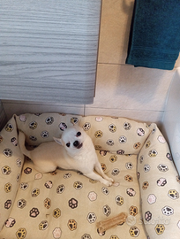 Stallone di chihuahua con pedigree