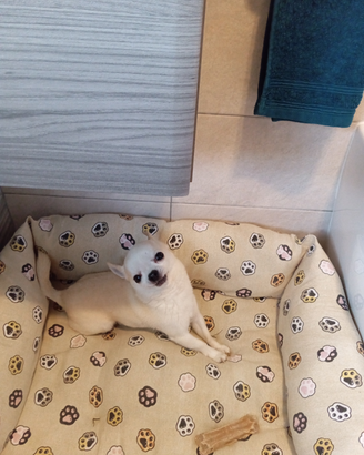 Stallone di chihuahua con pedigree