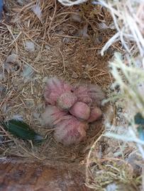 Pulli di inseparabili