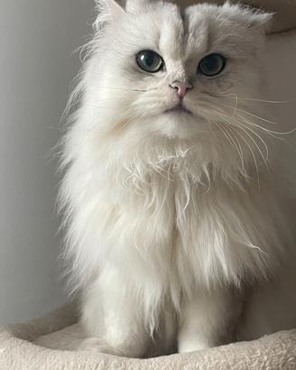 British Longhair Silver Shaded con Pedigree ENFI