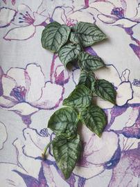 monstera dubia 