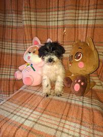 Maltipoo cucciola