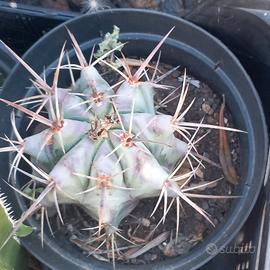 lotto 20+ plachyacantus ingens grassa/cactus