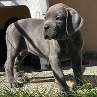 Cuccioli Cane Corso