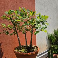 Bonsai quercia