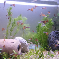 Guppy adulti