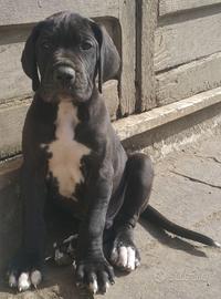 Cuccioli Alano Nero