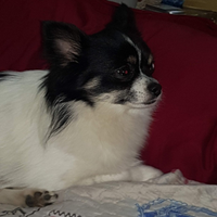 Chihuahua pelo lungo per monta