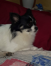 Chihuahua pelo lungo per monta