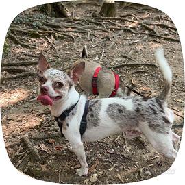Due Chihuahua - SOLO INSIEME