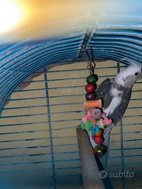 Pappagallo maschio Calopsite bianco e grigio