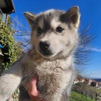Cuccioli Siberian Husky Pedigree