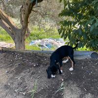 Incrocio segugio/beagle