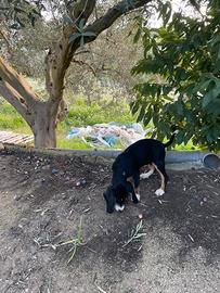 Incrocio segugio/beagle