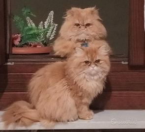 Gattina di un anno persiana razza pura