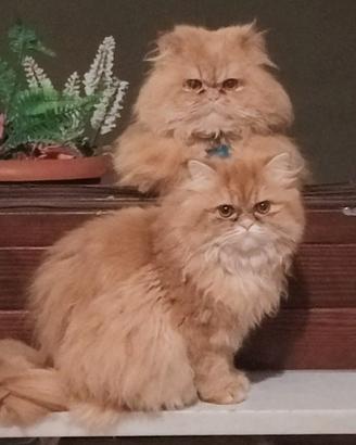 Gattina di un anno persiana razza pura