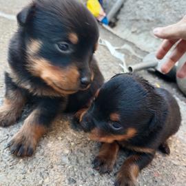 cuccioli di rottweiler 
