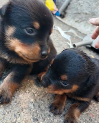 cuccioli di rottweiler 
