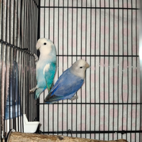 Inseparabili
