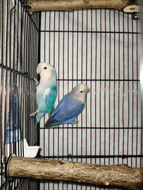 Inseparabili