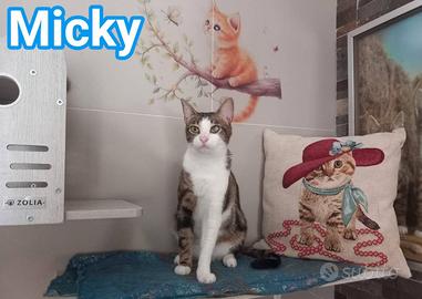 Affettuoso gattino da adottare, MICKY