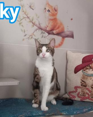 Affettuoso gattino da adottare, MICKY