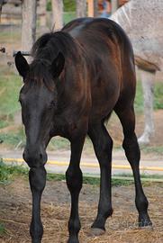 Puledra murgese
