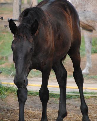 Puledra murgese