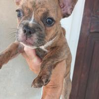 Bulldog francese esotica