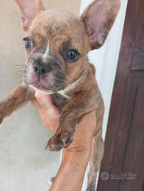 Bulldog francese esotica
