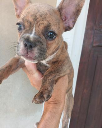 Bulldog francese esotica